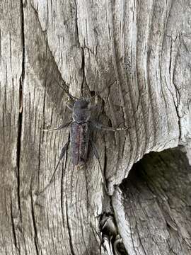 Image of Arrowhead Borer