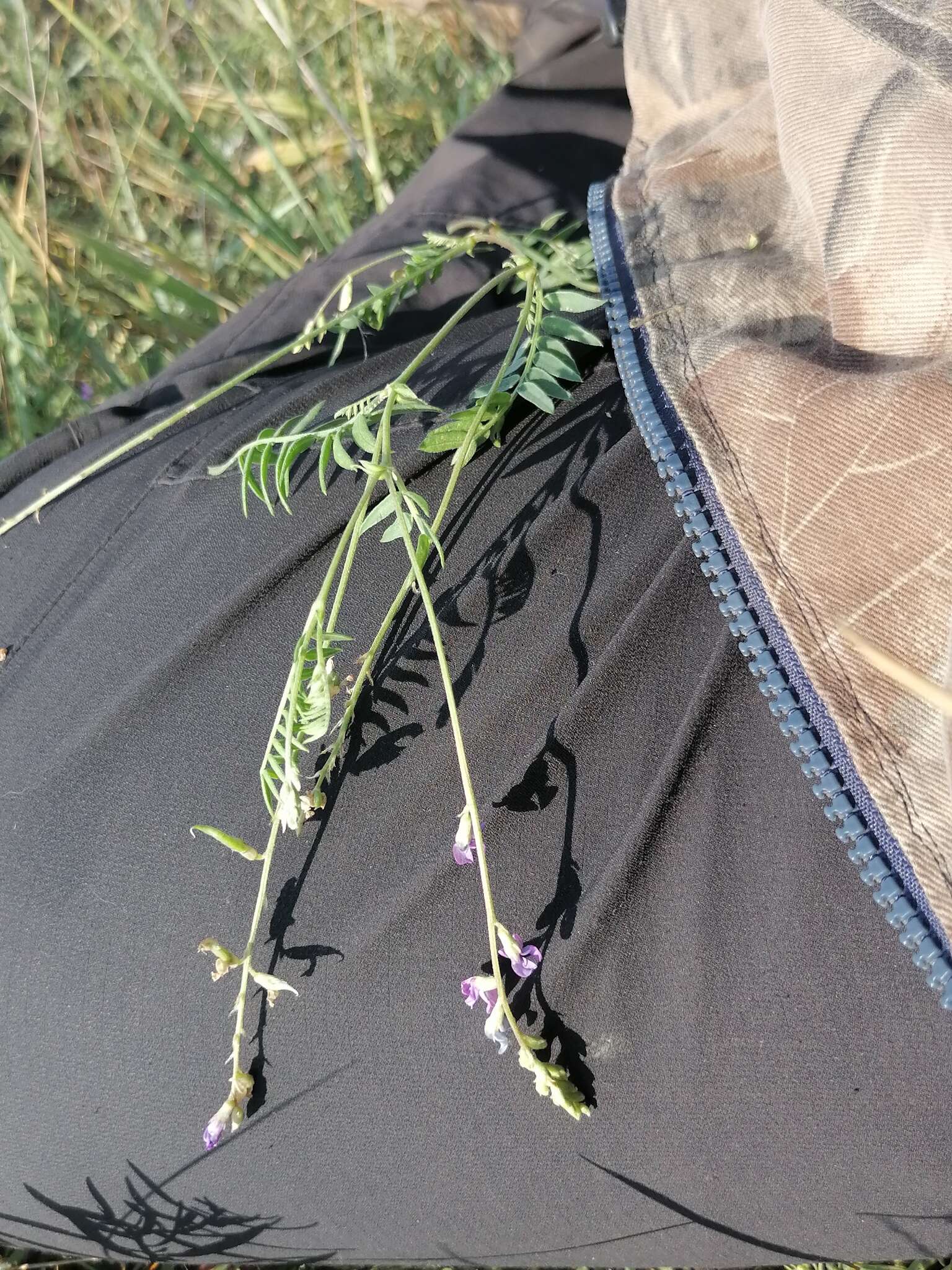 Image of Oxytropis glabra DC.