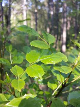 Image of Manna Ash