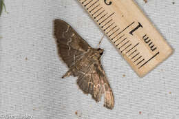 Image of Scraped Pilocrocis