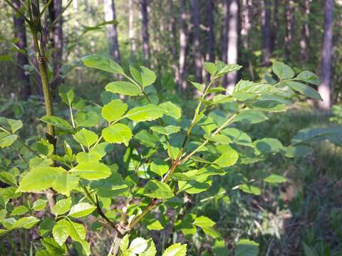 Image of Manna Ash