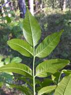 Image of Manna Ash