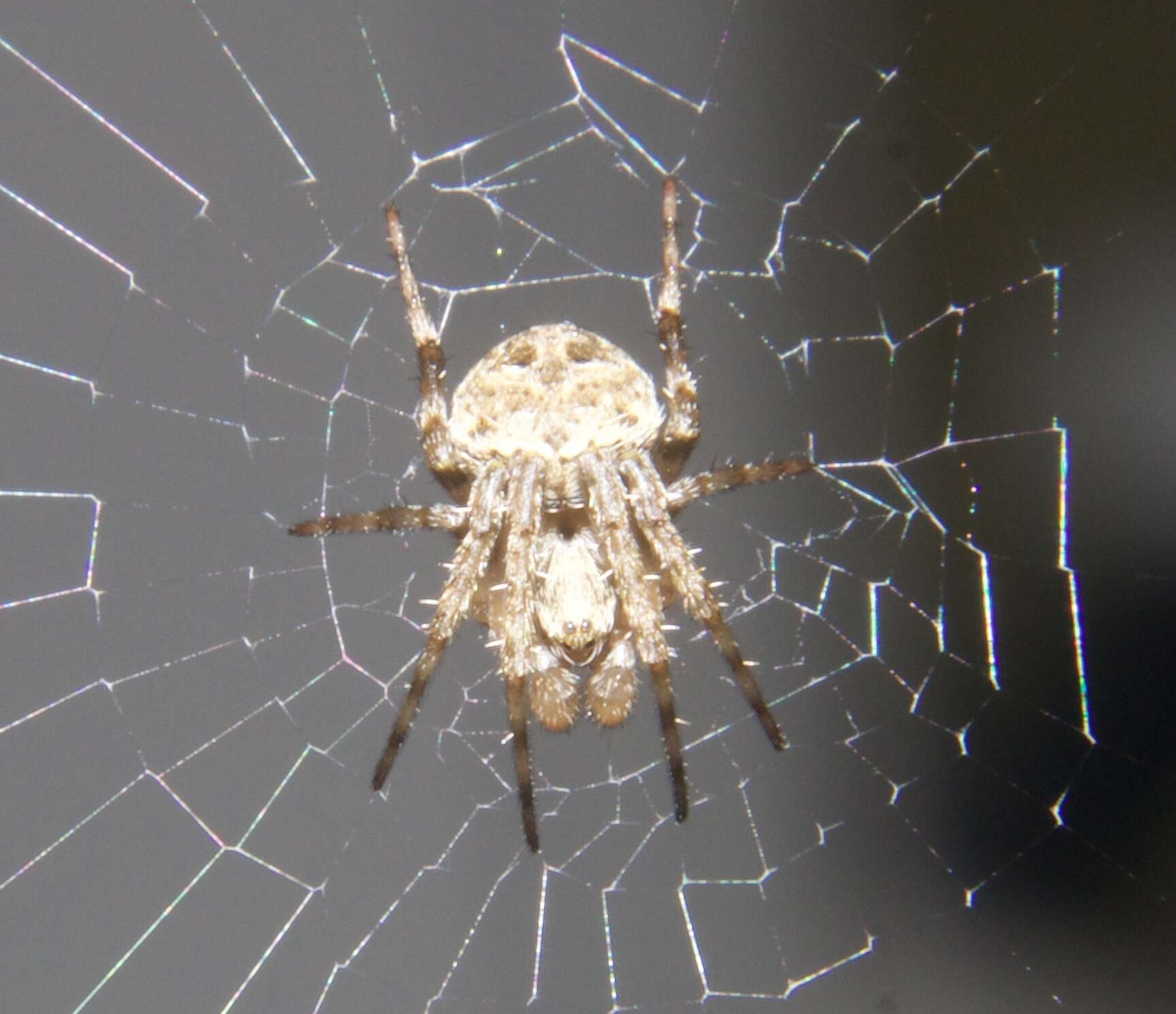 Image of Spotted orbweaver