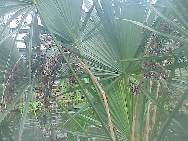 Image of dwarf palmetto