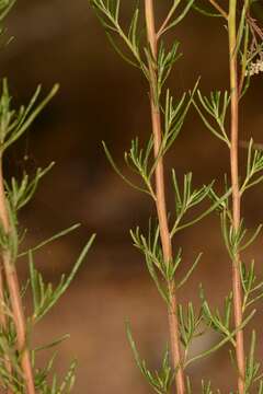 Cassinia diminuta Orchard resmi