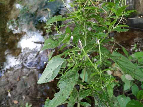 Imagem de Epilobium roseum Schreber