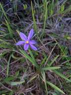 Image of fallflowering pleatleaf