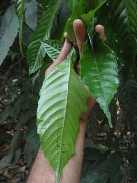 Image of bandicoot-berry