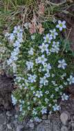 Imagem de Arenaria tetraquetra subsp. amabilis (Bory) H. Lindb. fil.