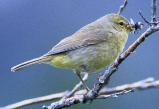 Image of Orange-crowned Warbler