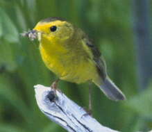 Image of Wilson's Warbler