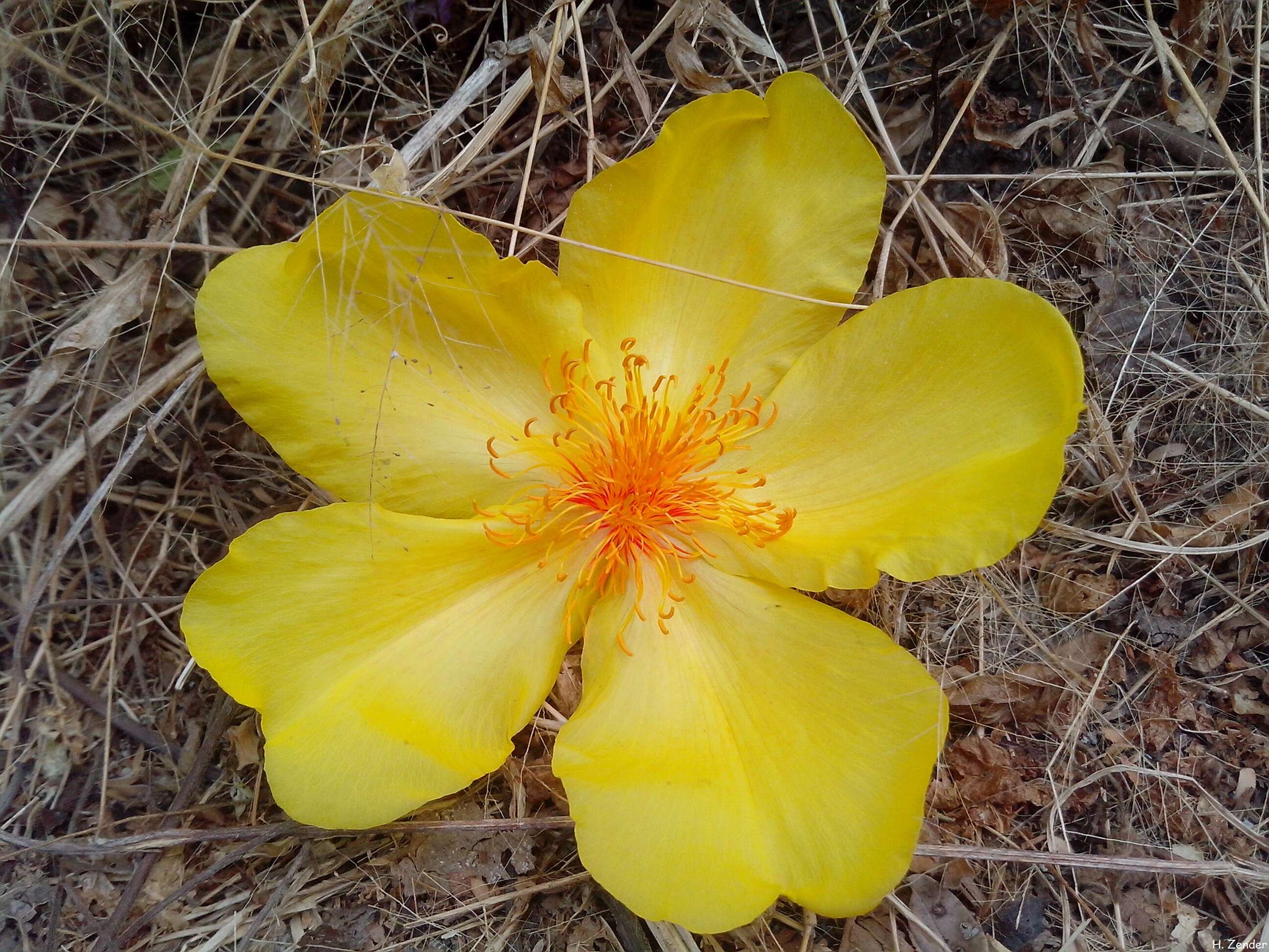 Imagem de Cochlospermum vitifolium (Willd.) Spreng.