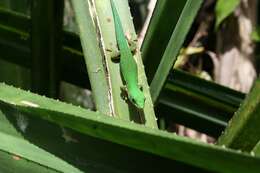 Image of Phelsuma lineata elanthana Krüger 1996