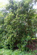 Image of Clethra arborea Aiton