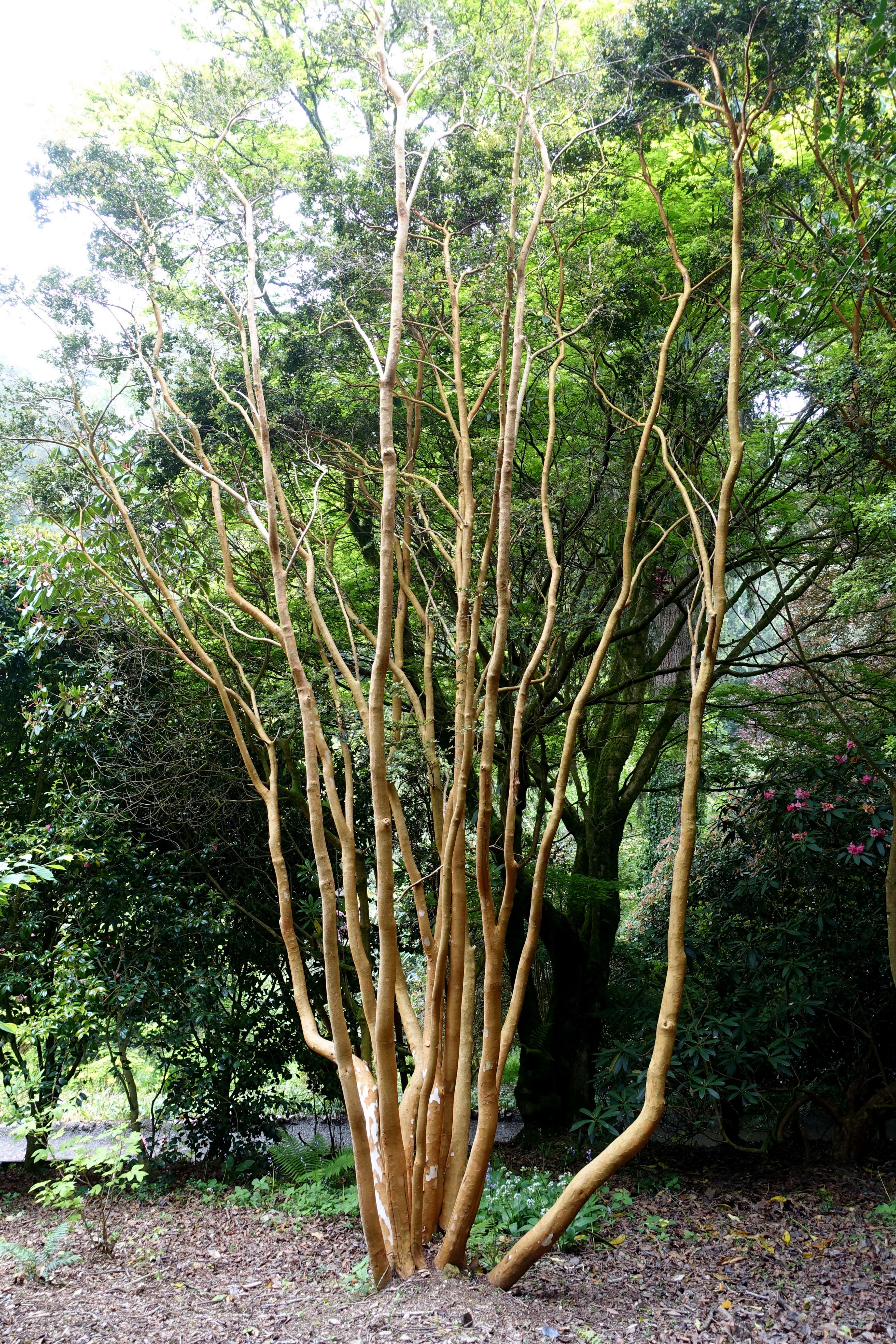 Image of Chilean Myrtle