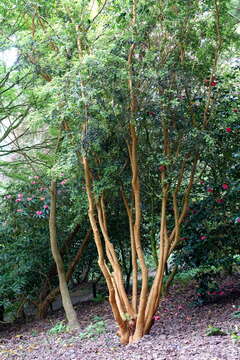 صورة Luma apiculata (A. P. de Candolle) Burret