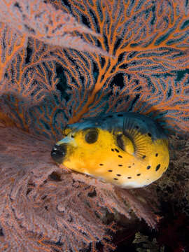 Image of Black Spotted Blow Fish