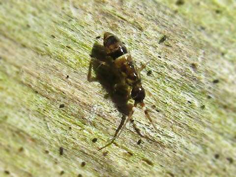 Image of hairy-back girdled springtail