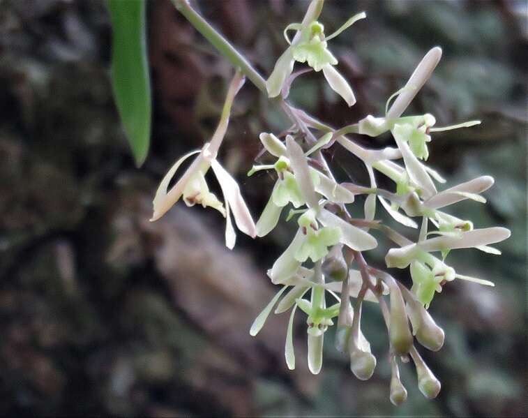 Image of green fly orchid