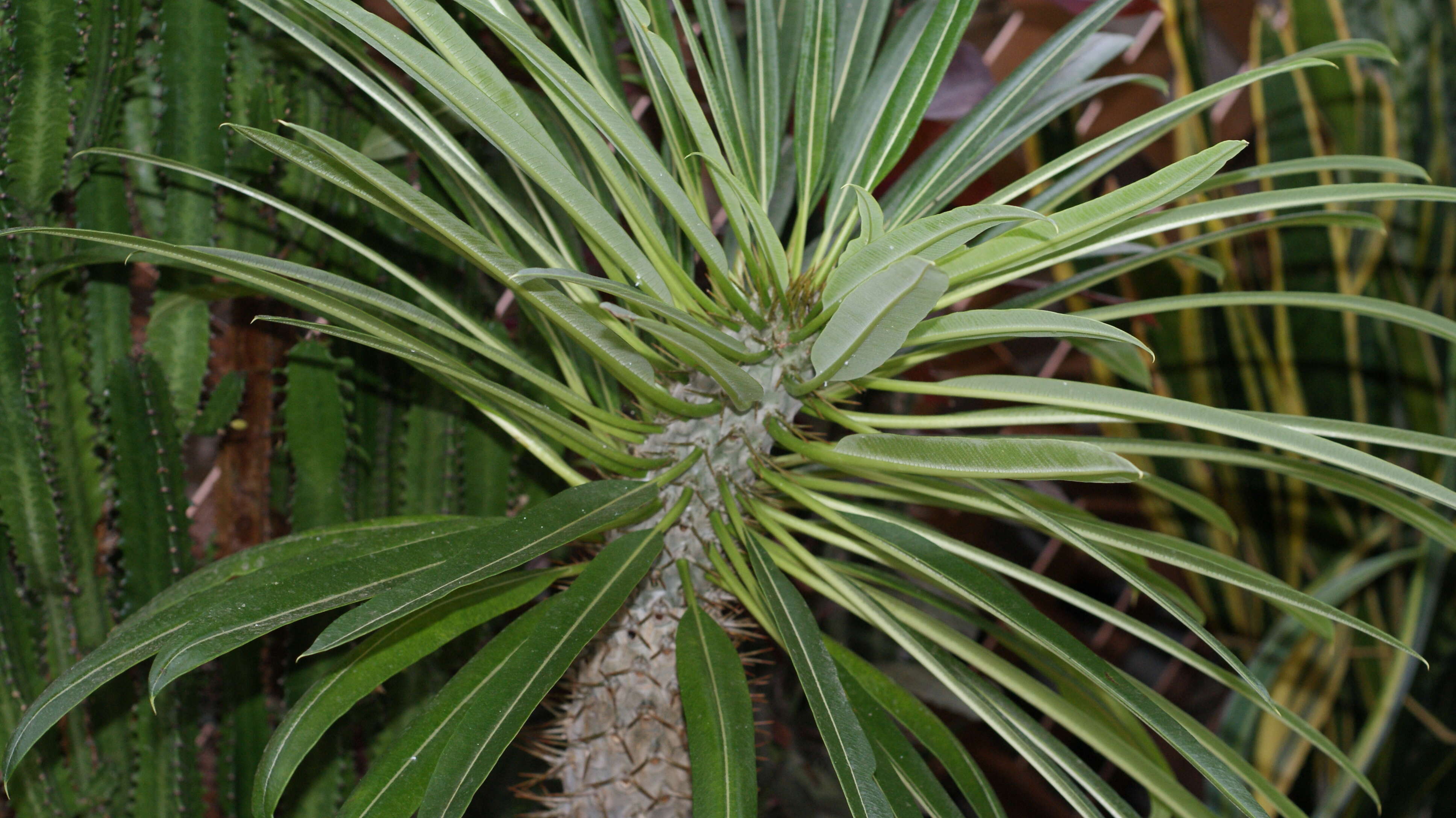 Image of Pachypodium lamerei Drake