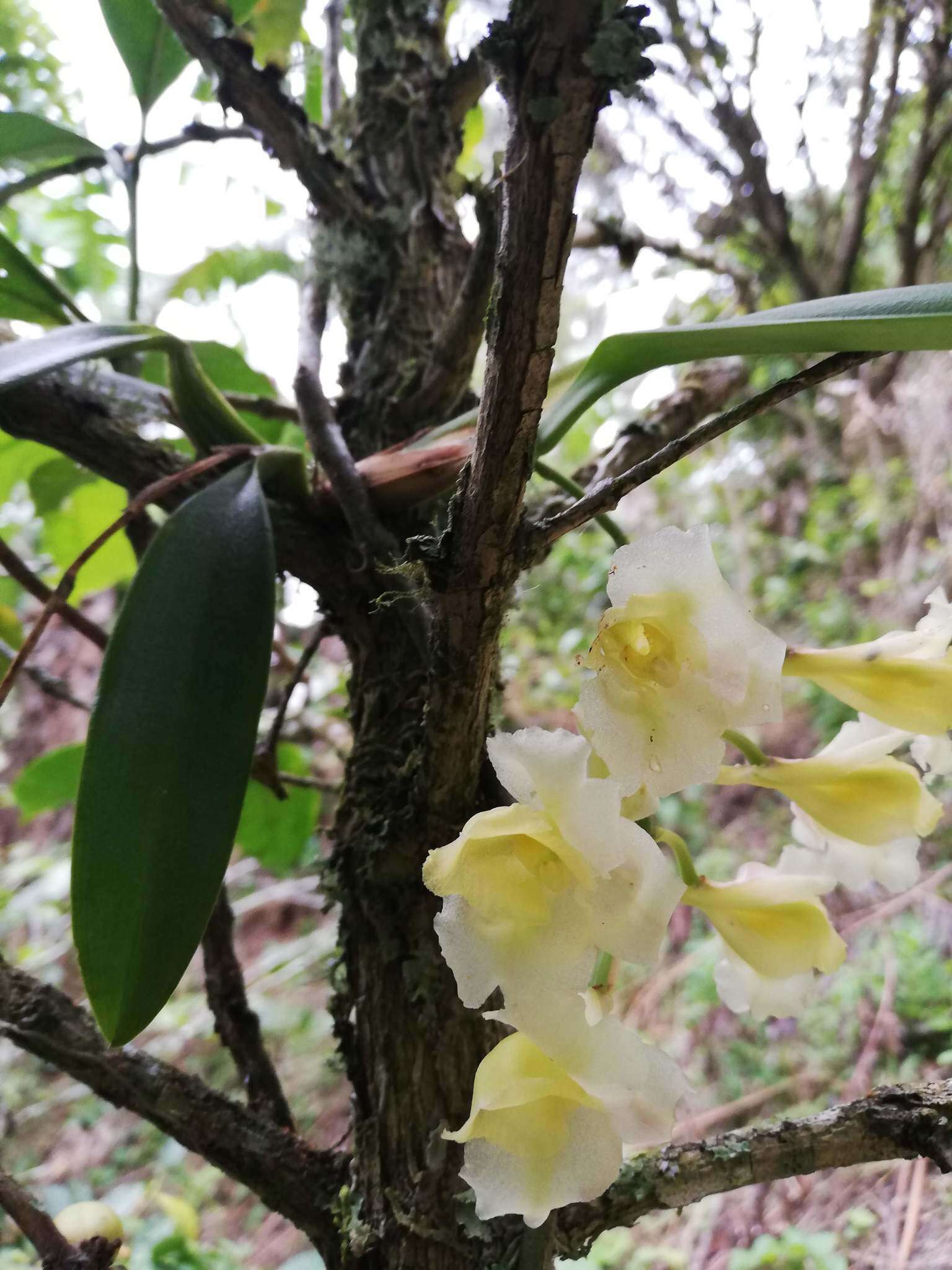 Imagem de Rodriguezia granadensis (Lindl.) Rchb. fil.