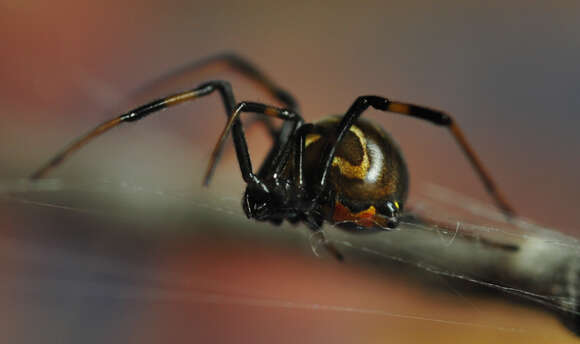 Image of Western Black Widow spider