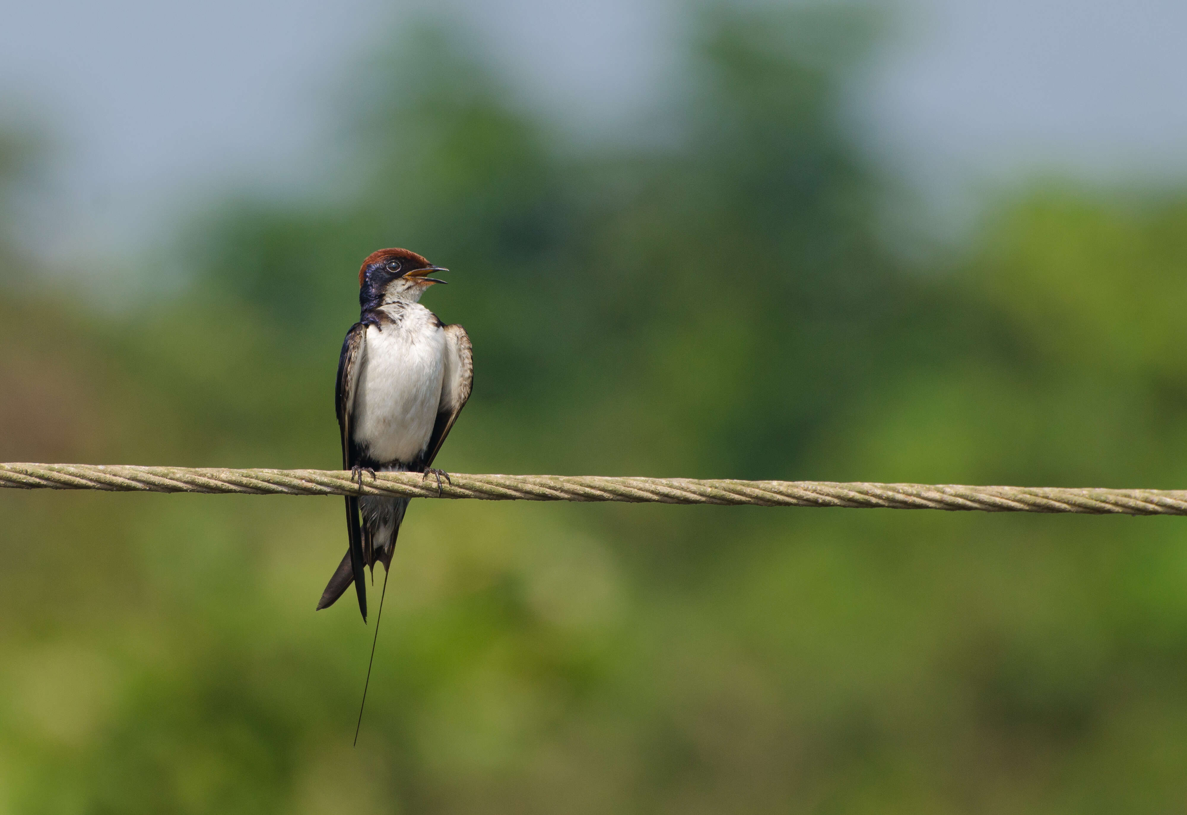 Hirundo smithii Leach 1818 resmi