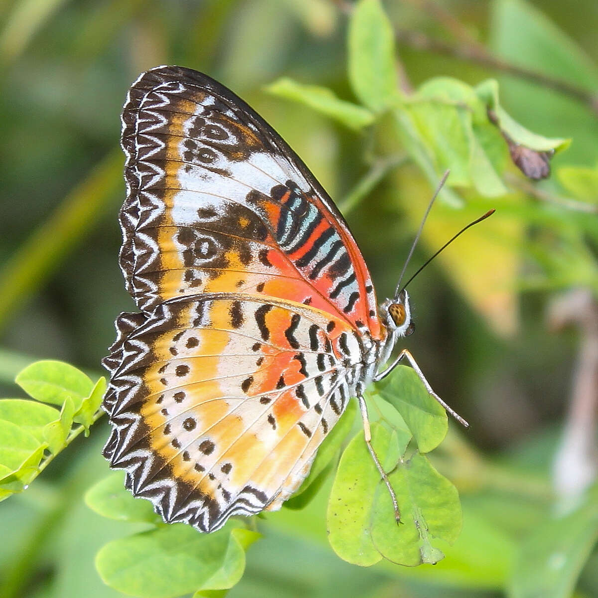 Cethosia cyane euanthes Fruhstorfer 1912 resmi