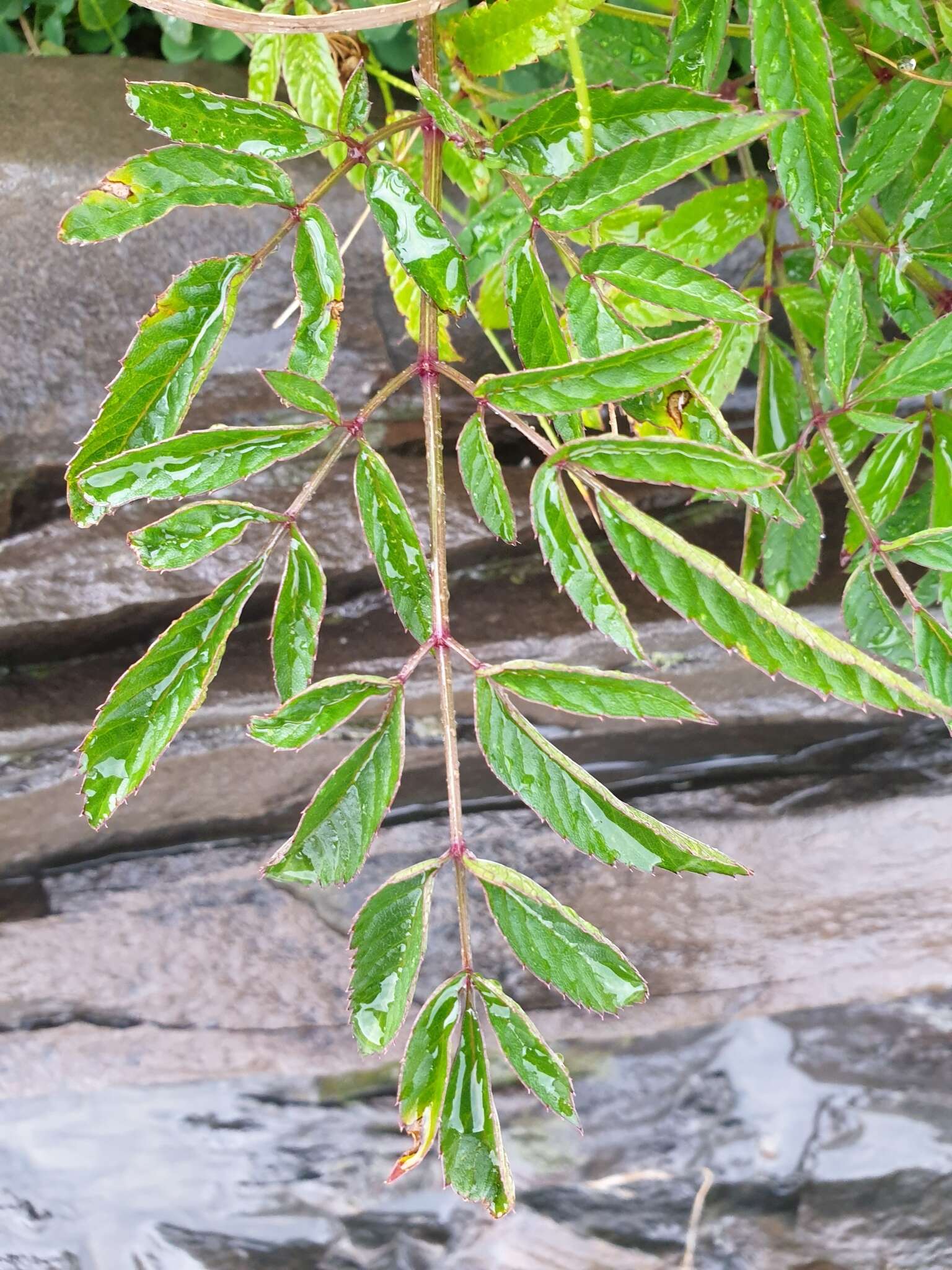 Image of spotted water hemlock