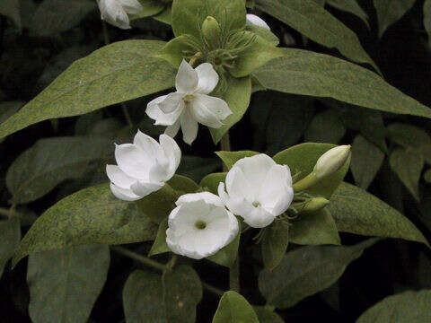 Image of Arabian jasmine