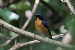 Image de Gobemouche des mangroves