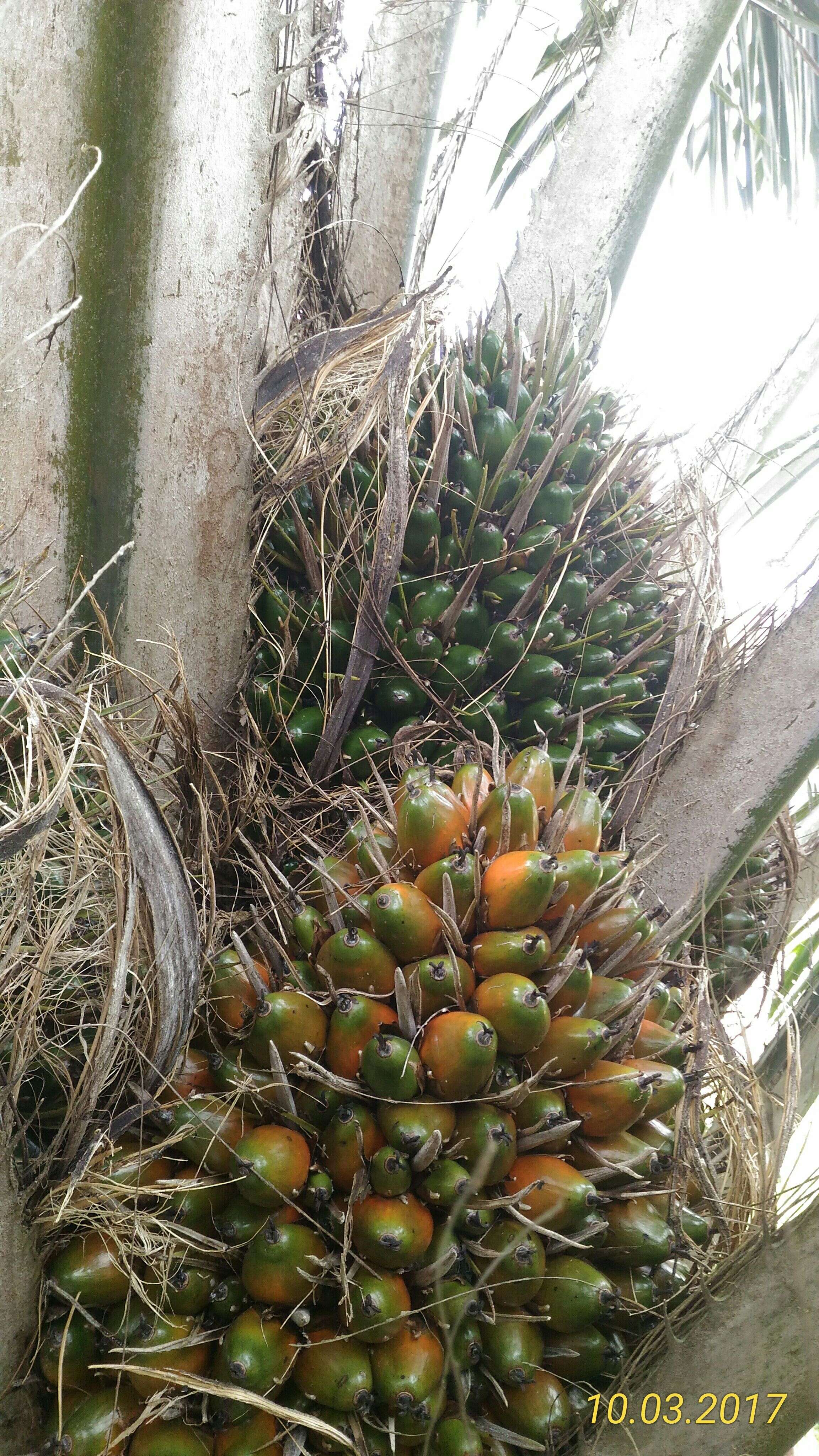 Слика од Elaeis guineensis Jacq.