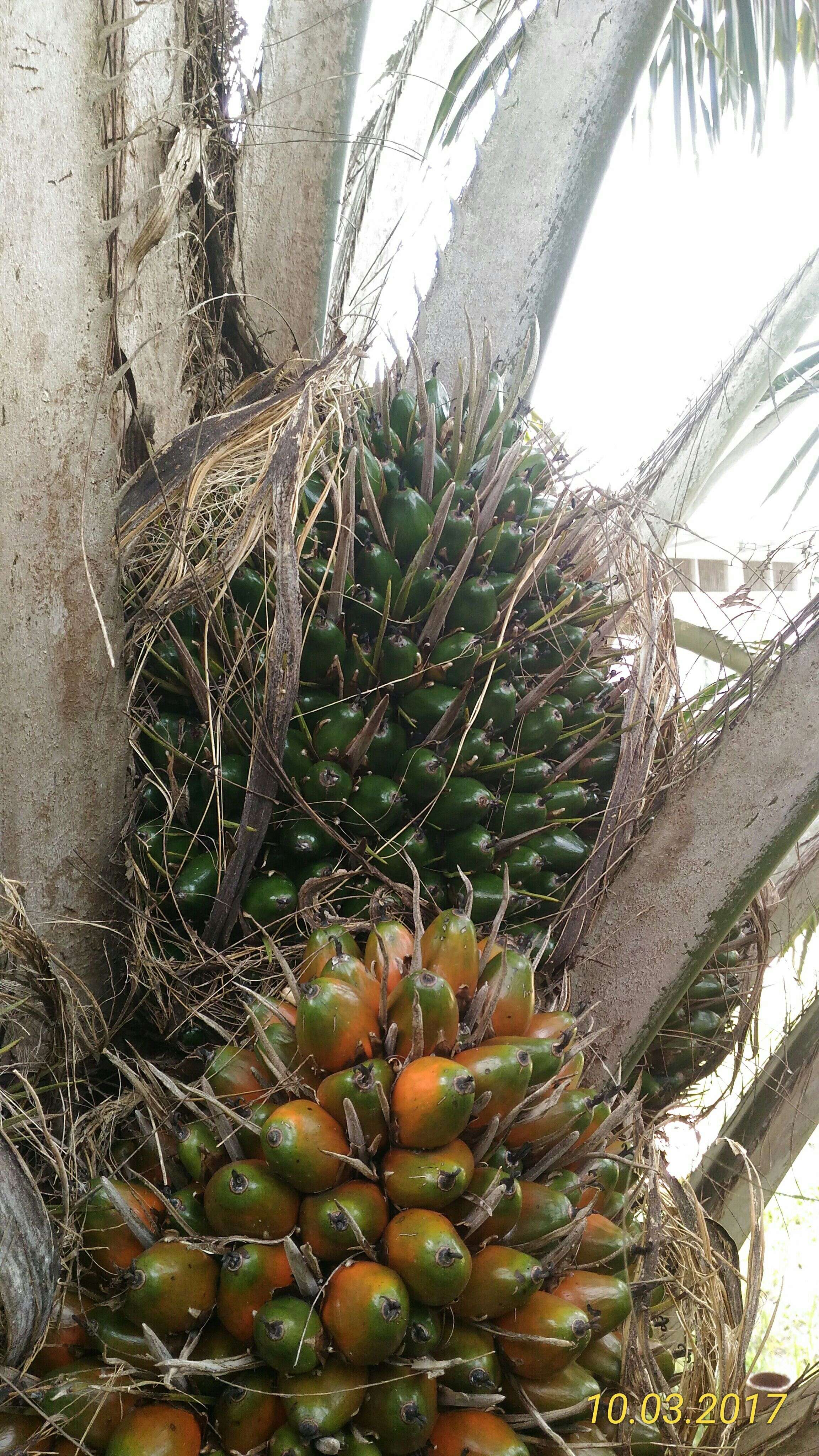 Image of African oil palm