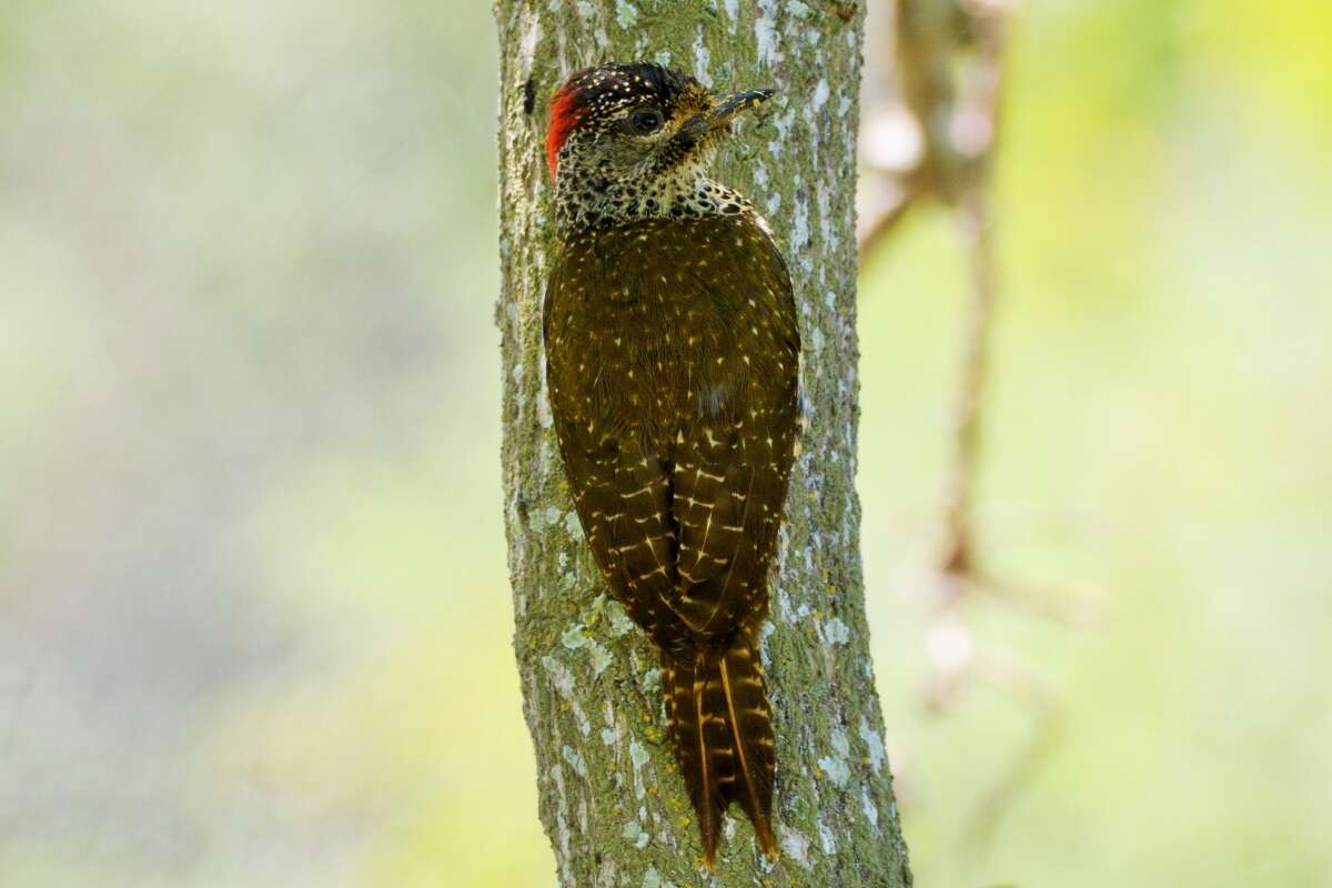 Image of Knysna Woodpecker