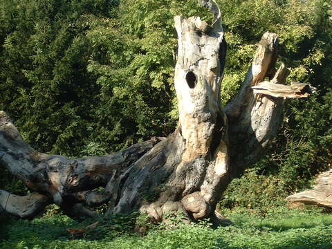 Imagem de Fagus sylvatica var. suentelensis