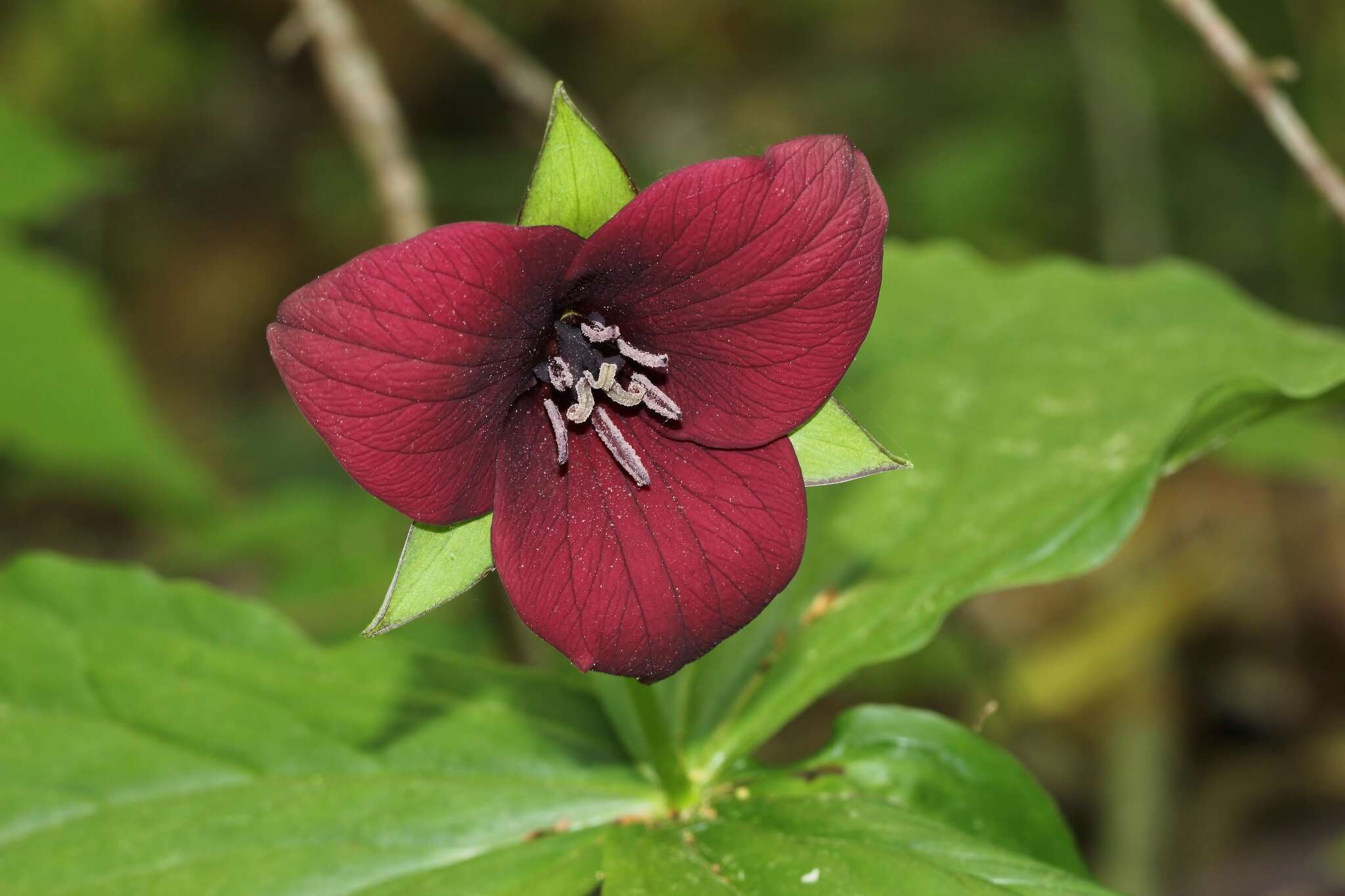 Imagem de Trillium sulcatum T. S. Patrick