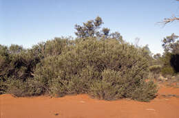 Sivun Melaleuca apostiba K. J. Cowley kuva