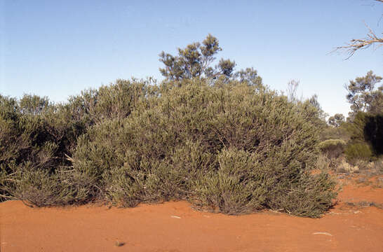 Image of Melaleuca apostiba K. J. Cowley