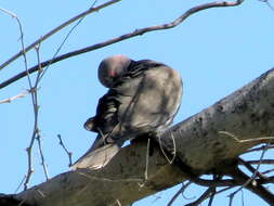 صورة Streptopelia decipiens ambigua (Barboza du Bocage 1881)