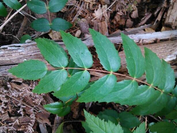 Image de Berberis nervosa Pursh