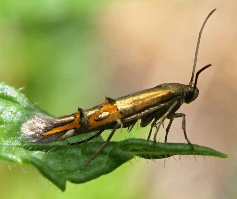 Image of Mompha edithella Barnes & Busck 1920