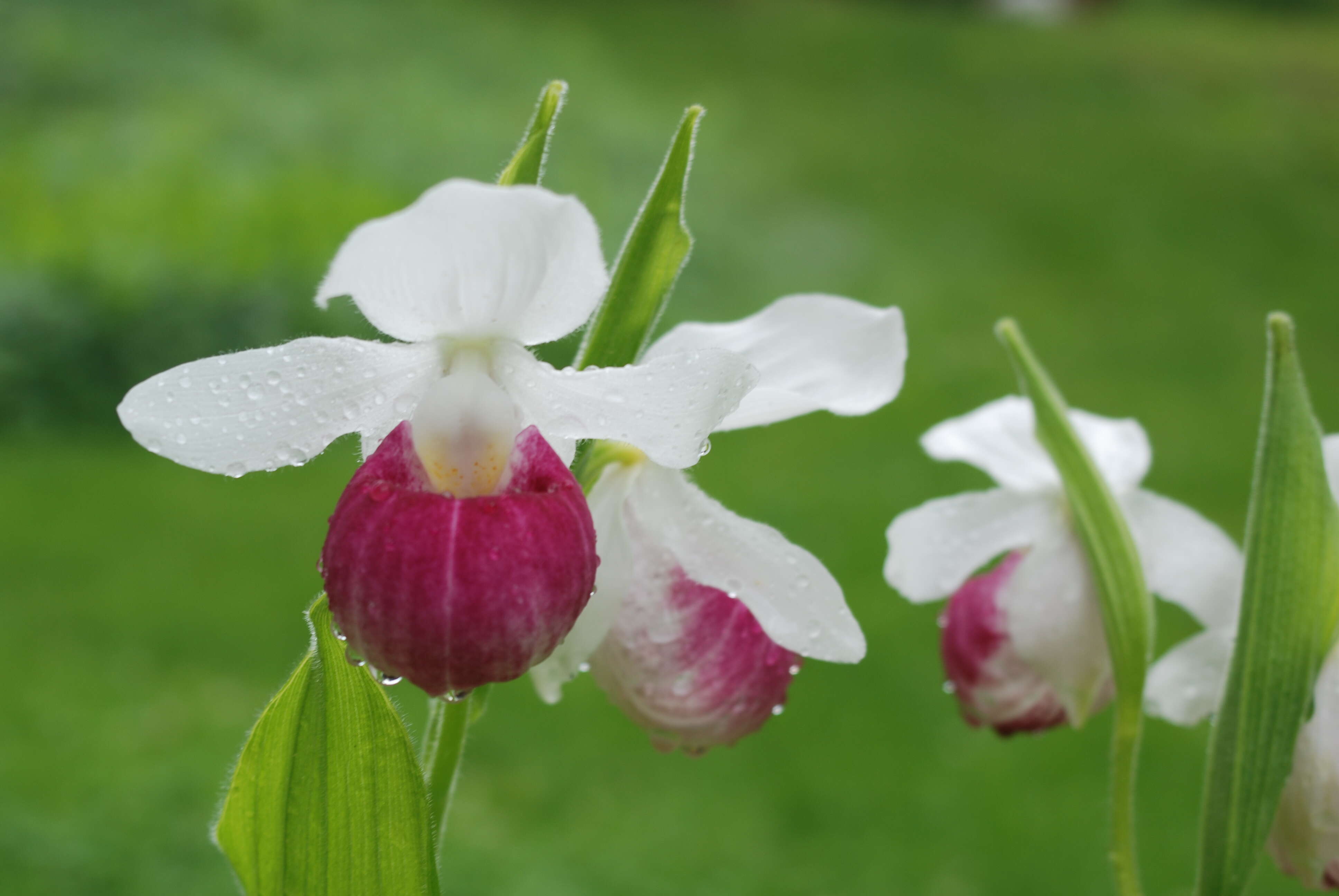 Image of Showy lady's slipper