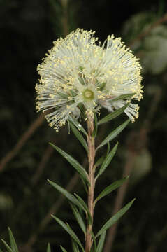 Image de Melaleuca capitata Cheel