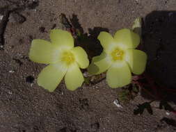 Image of Grielum humifusum var. humifusum