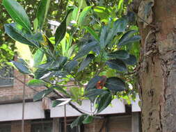 Image of jackfruit