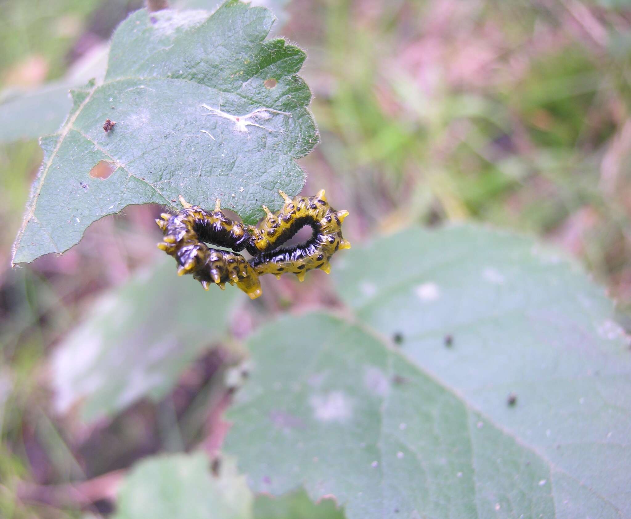 Imagem de <i>Nematus latipes</i>