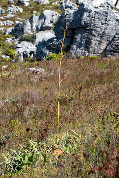 Image of Tetraria thermalis (L.) C. B. Clarke