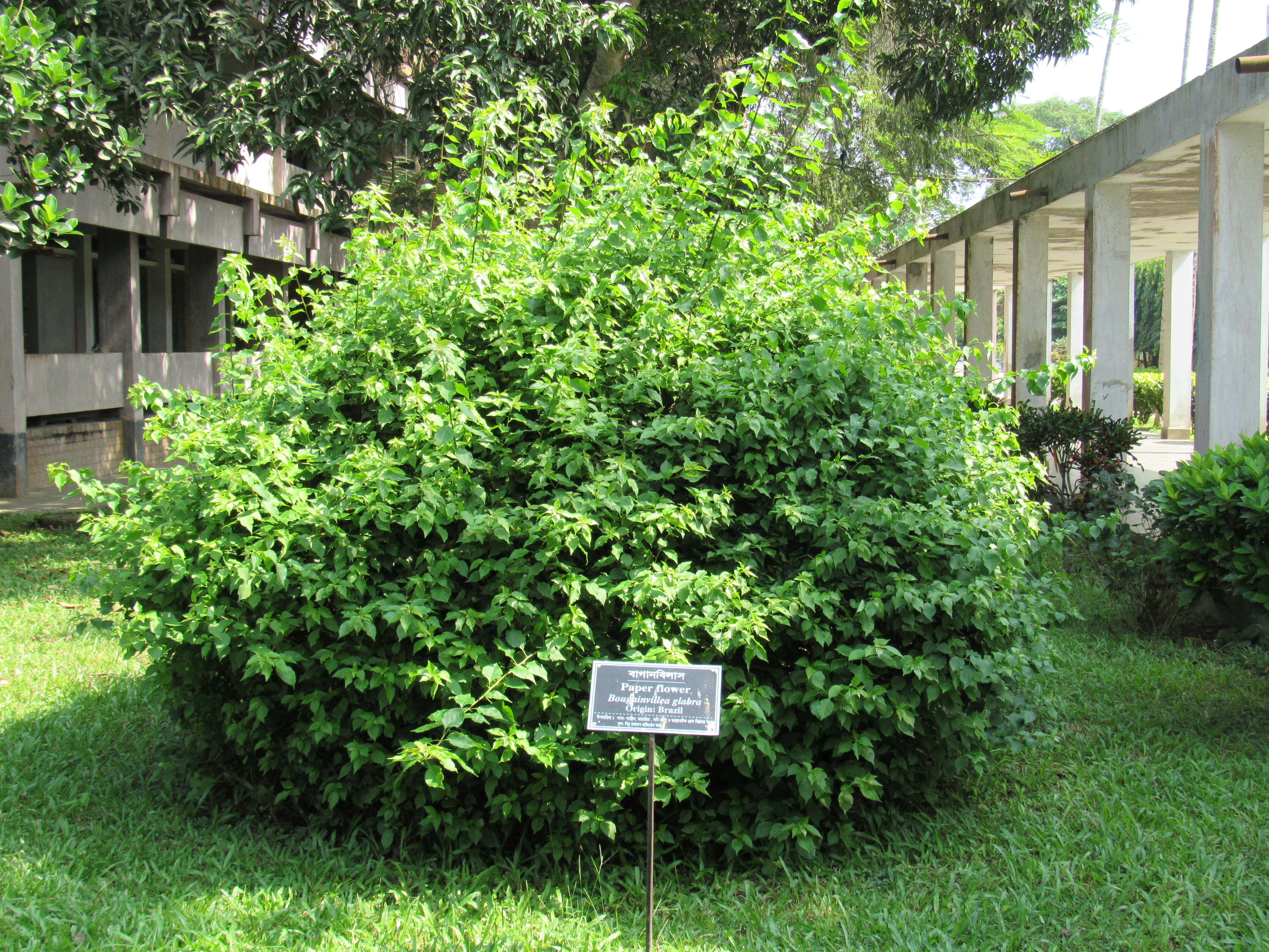 Plancia ëd Bougainvillea glabra Choisy