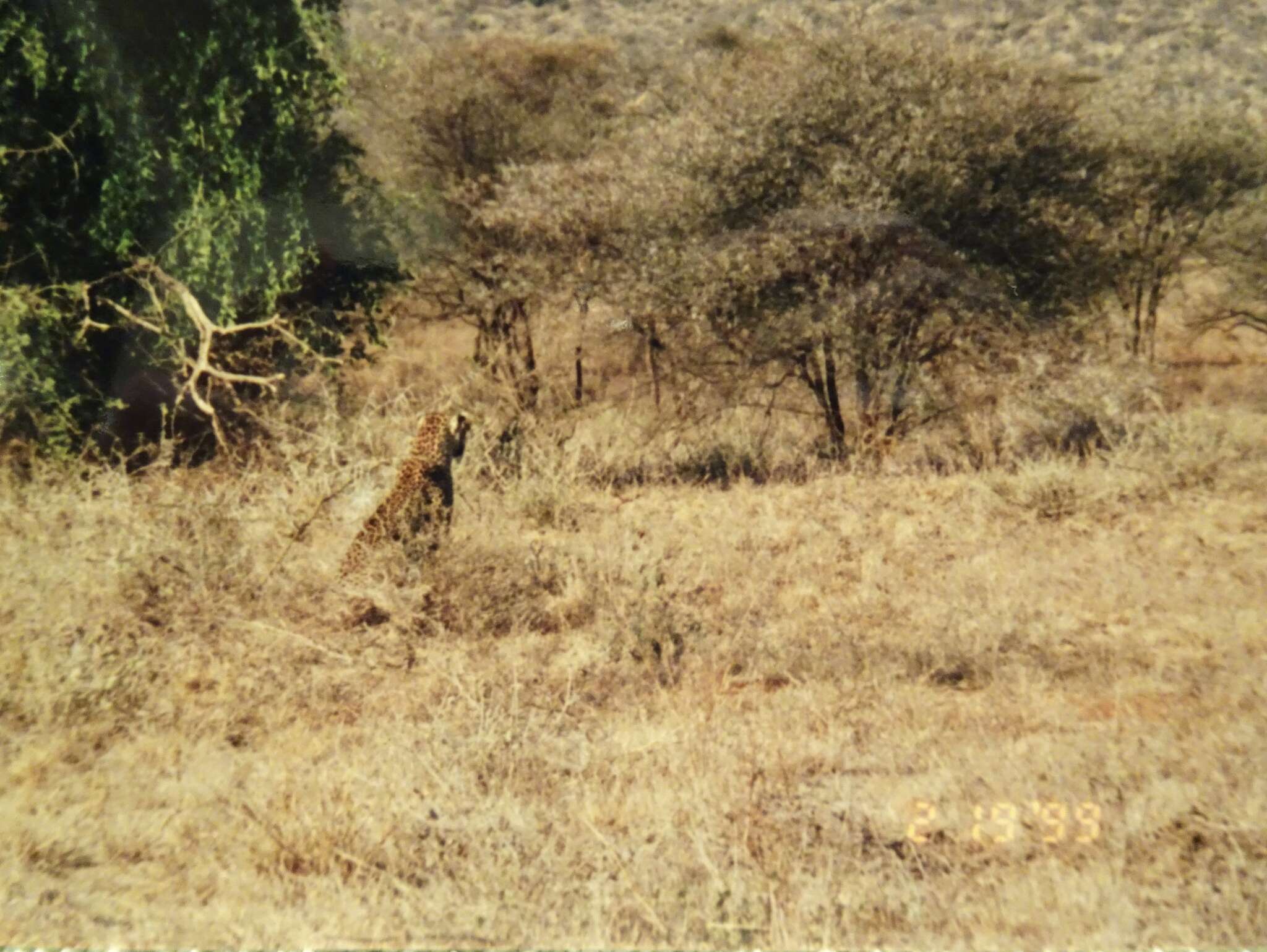 Image of Namibian cheetah