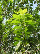 Image of star apple